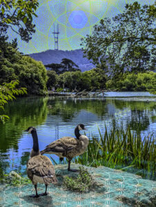 Geese Golden Gate Park San Francisco California Sutro Tower Psychedelic Sacred Geometry Avia Cosmica